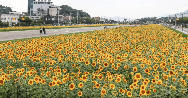 활주로 양 옆으로 만개한 해바라기